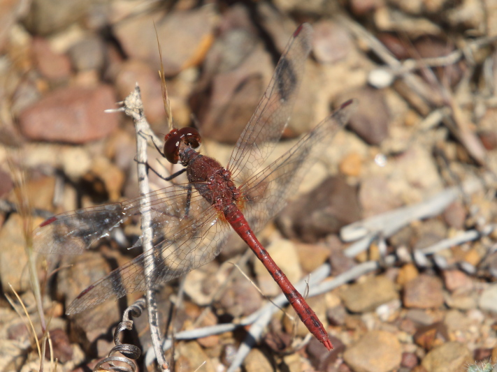 J17_3356 Diplacodes bipunctata male.JPG